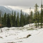 Infrastructure Projects, Growing Demand For Housing, Poor Oversight Have Rapidly Depleted Forest  Cover In Kashmir