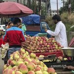 700 Apple Trucks Leave Jammu And Kashmir After Trade Restrictions Eased