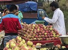 700 Apple Trucks Can Leave Jammu And Kashmir