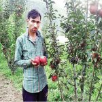 Seeing The Good Days Of Kashmir Apple Growers, The Farmers Of Poonch Also Started Maize And Left Apple.