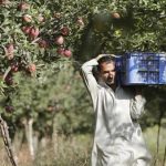 Centre Set To Buy Kashmir Apples To Protect Farmers, Traders