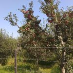 Where Villagers Can’t Sleep as They Hear People ‘Cry’