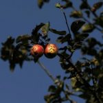 Apples Hang Rotting On Trees In Kashmir As Lockdown Puts Economy In Tailspin