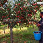 Terrorist Threat will Be Withdrawn, 500 Trucks Of Apples Are Coming Out Of Kashmir Every Day, See Photos