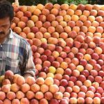 Broke Kashmiri Students ‘Sell’ Apples In Maharashtra