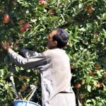 Kashmiri Farmers Struggle To Sell Bumper Fruit Harvest