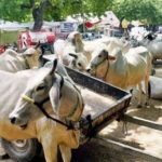 Beef Ban In Jammu And Kashmir, Repealed Through Article 370 Takedown, Must Be Re-Enacted