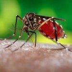 78 More Test Positive For Dengue, Total Number Reaches 195