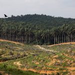 India May Limit Palm Oil Imports From Malaysia Over J&K Remarks