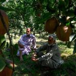 Three Days, Three Murders In Kashmir: How Militancy Rears Head In Apple Harvest Season
