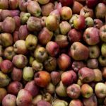 Apple Export From Kashmir Dips By 1.35 Lakh Metric Tonnes