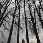 125 Projects Cleared On Forest Land Since August, Only 97 Approved Last Year