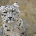 Countries Must Strive To Double Snow Leopard Population