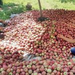 Kashmiri Apple Growers, Cricket Bat Makers Face Losses