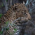 Boy, 18, Dies After Leopard Attacks Him In Jammu And Kashmir’s Kathua