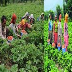 Good Days For Farmers, Modi Government’s New Plan