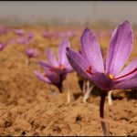Saffron Grows Dearer By 15% In A Month