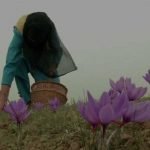 Timely Rainfall Boosts Saffron Production In Kashmir