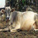 25 Cattle Rescued From Smugglers In Jammu And Kashmir, Two Arrested