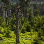 Forest Department Seizes Six Trucks, Excavator Machine Used To Cut Trees In Jammu