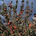 Kashmir Apples To Escape Lockdown