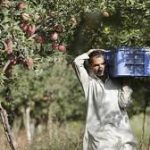 Protect Apple Economy