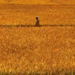 Scenic Kashmir At The Heart Of India-Pakistani Animosity