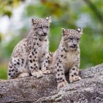 Thrill Of The Unexpected