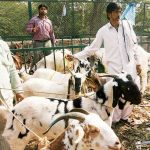 For Want Of Slaughter Houses, Kashmir Gets Unhygienic, Diseased Mutton